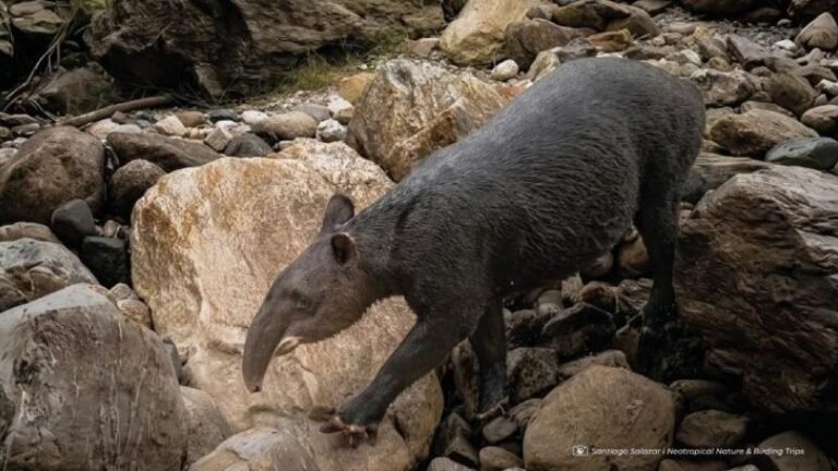 Registran por primera vez un tapir andino en la Cordillera Oriental de Quito